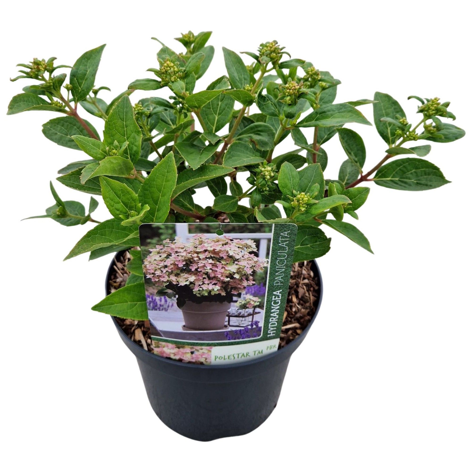 Hydrangea pan. 'Polestar' ®, D 19