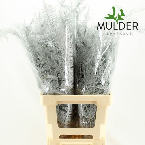 Аспарагус Овериг Крашеный (краш. ) 65, шт.