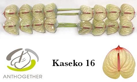 Антуриум Касеко (бел.-роз.) x16, шт.