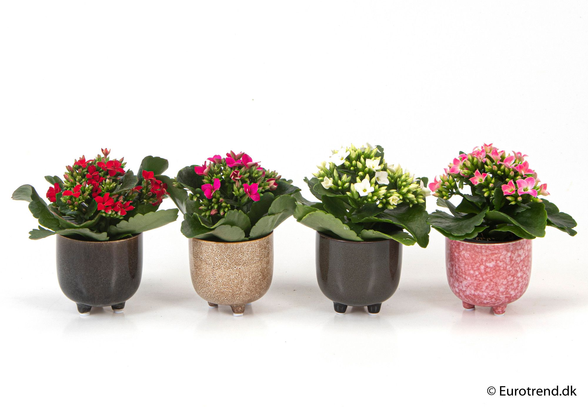 Kalanchoe in ceramic - New Look 2025, D 6 cm Kalanchoe in ceramic - New Look 2025, D 6 cm