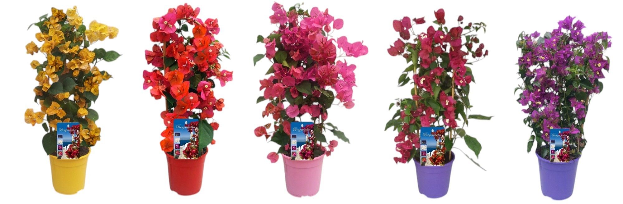 Bougainvillea 'Dania' mix in BAMBOO BOOG, D 17