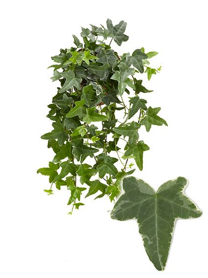 Mona Lisa 13cm, D 13