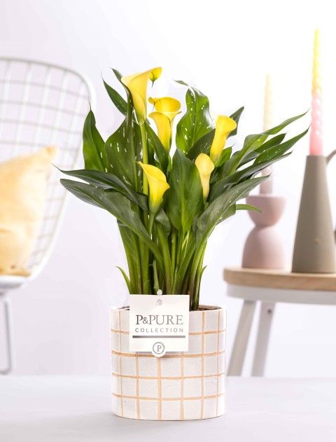 Zantedeschia yellow in P&PURE Tirza ceramics, D 12