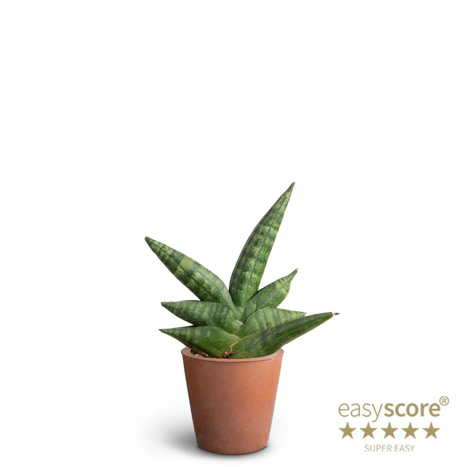 SANSEVIERIA BONCELLENSIS 40630083Terracotta Bondelensis, D 7