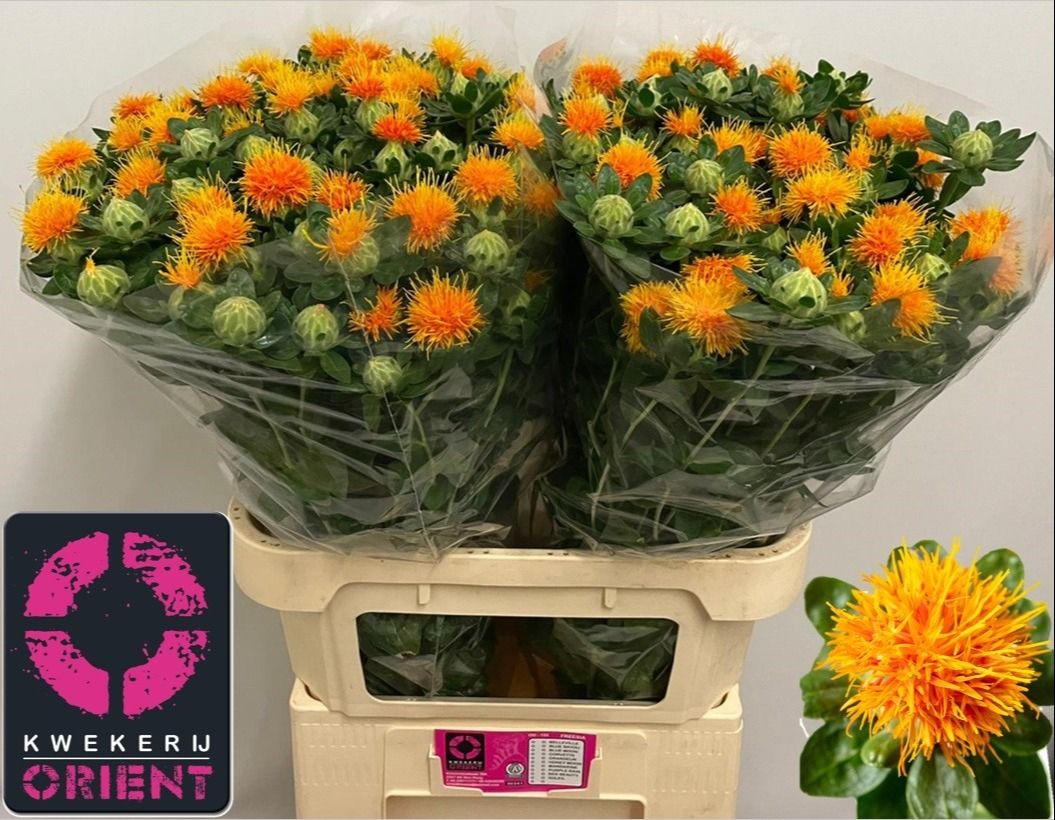 Картамус Занзибар 80 (оранж.), шт.