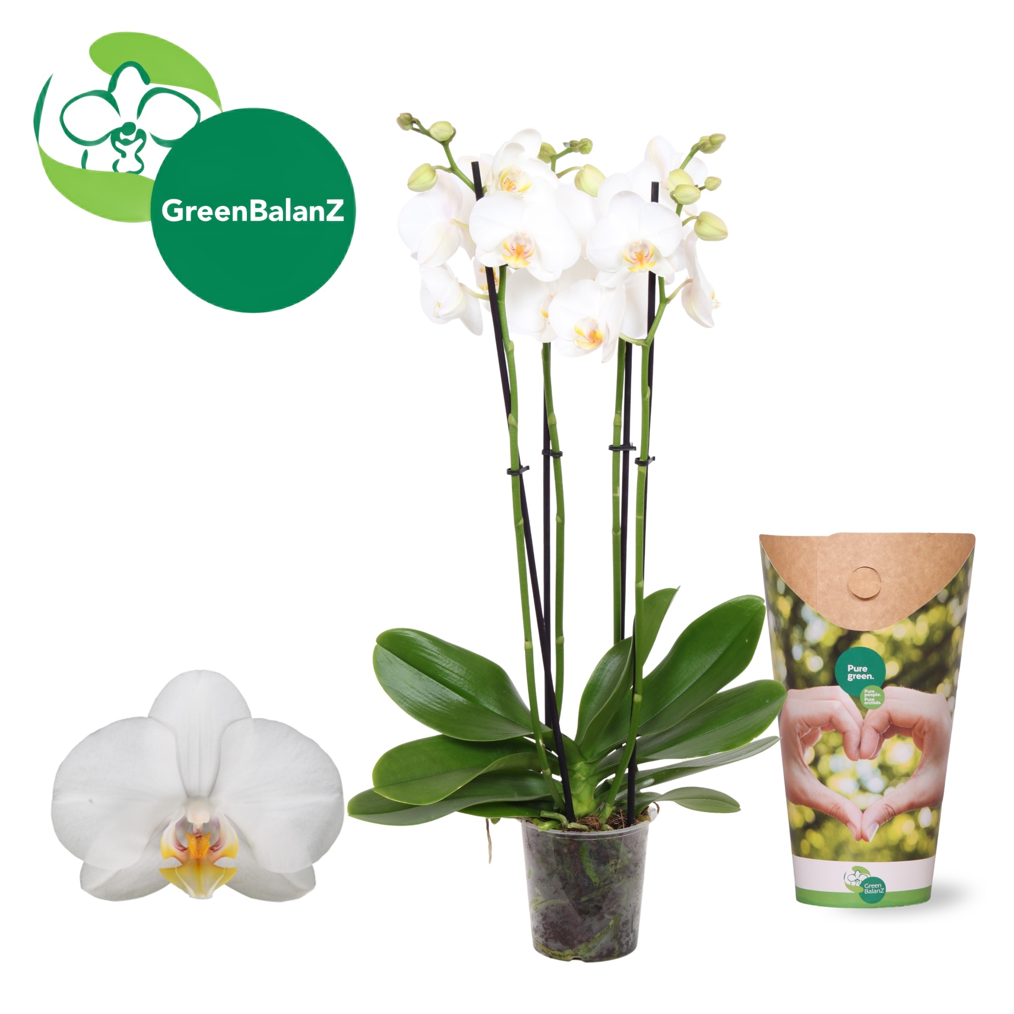 ColorZ - Wit 4 tak in Potcover, D 12