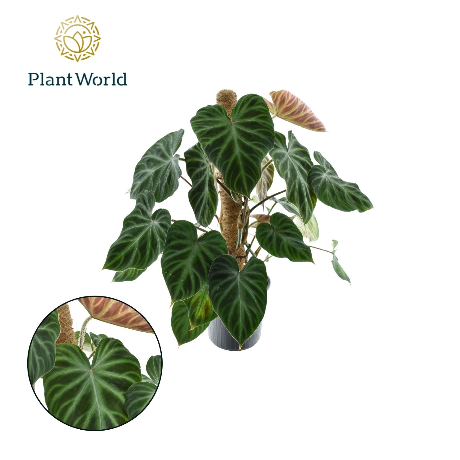 Philodendron Verrucosum Mosstok, D 16 cm