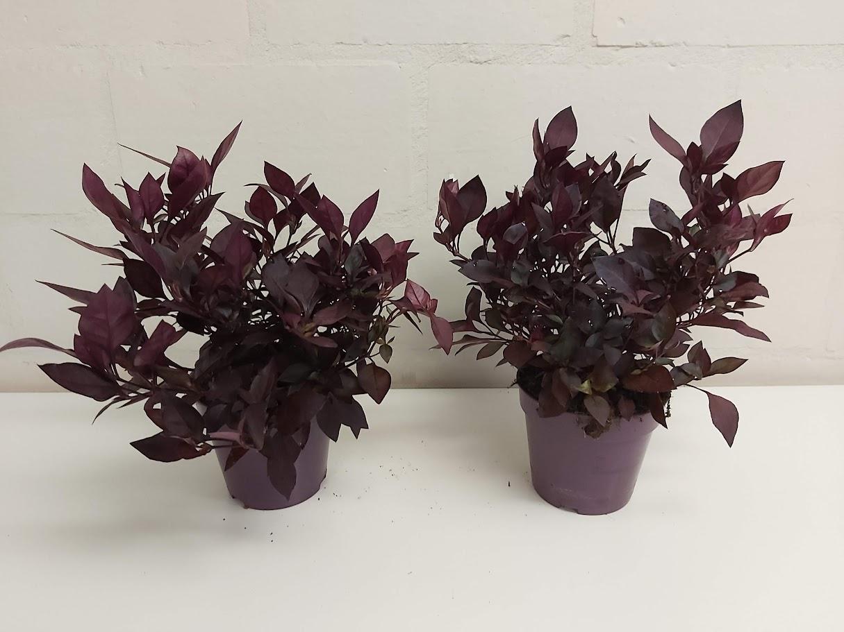 Alternanthera dentata, D 12