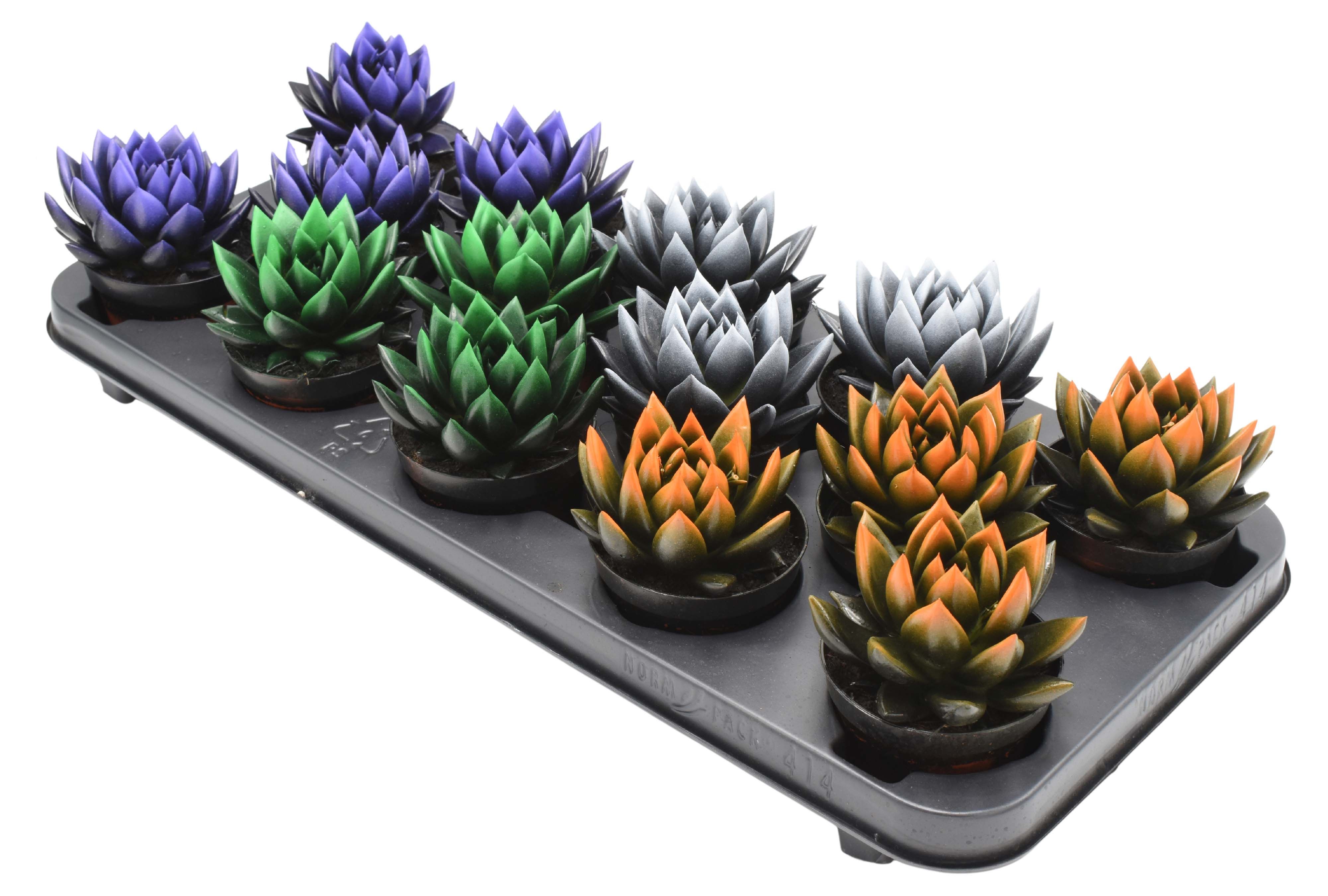 Miranda bicoloured Halloween mix, D 8,5