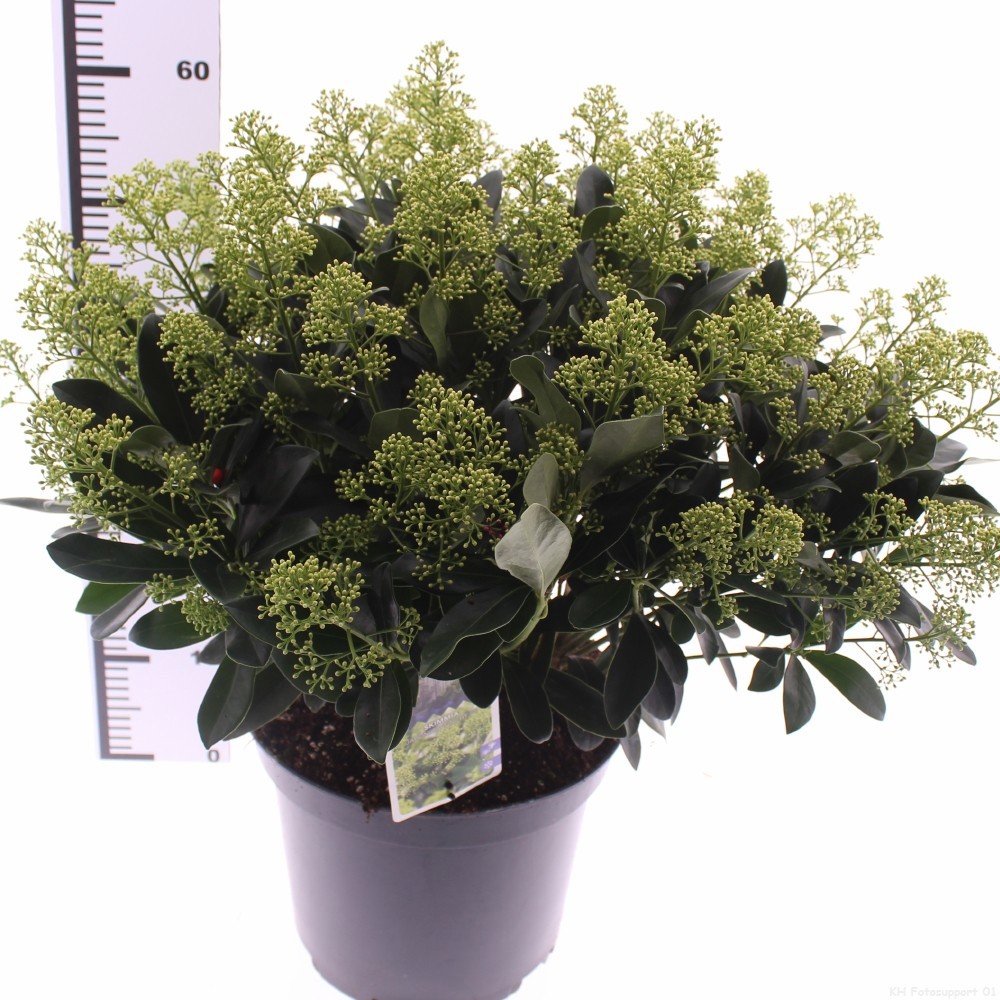 Skimmia jap. 'Finchy', D 29 cm