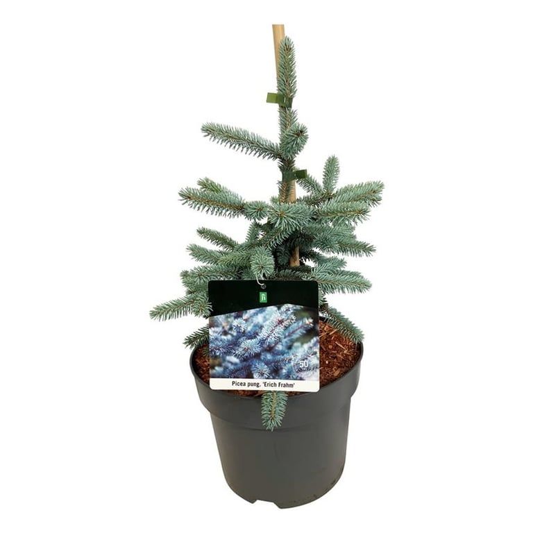 Picea pung. 'Erich Frahm', D 26