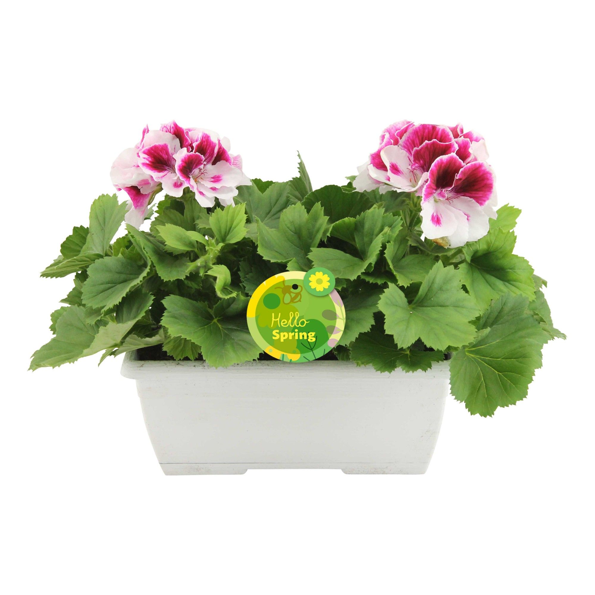 Hello Spring Pelargonium Grandiflorum Ton sur Ton in wit duobakje, D 25
