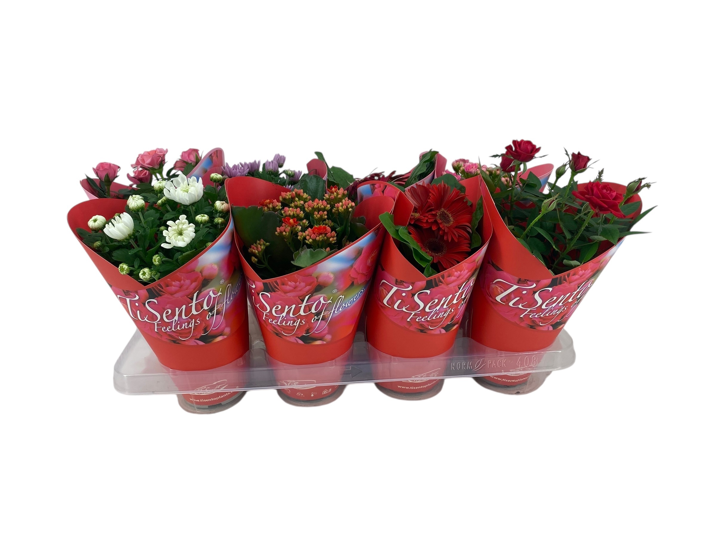 Bloeimix in Rode Giftcover Valentijn mix, D 12 cm Bloeimix in Rode Giftcover Valentijn mix, D 12 cm