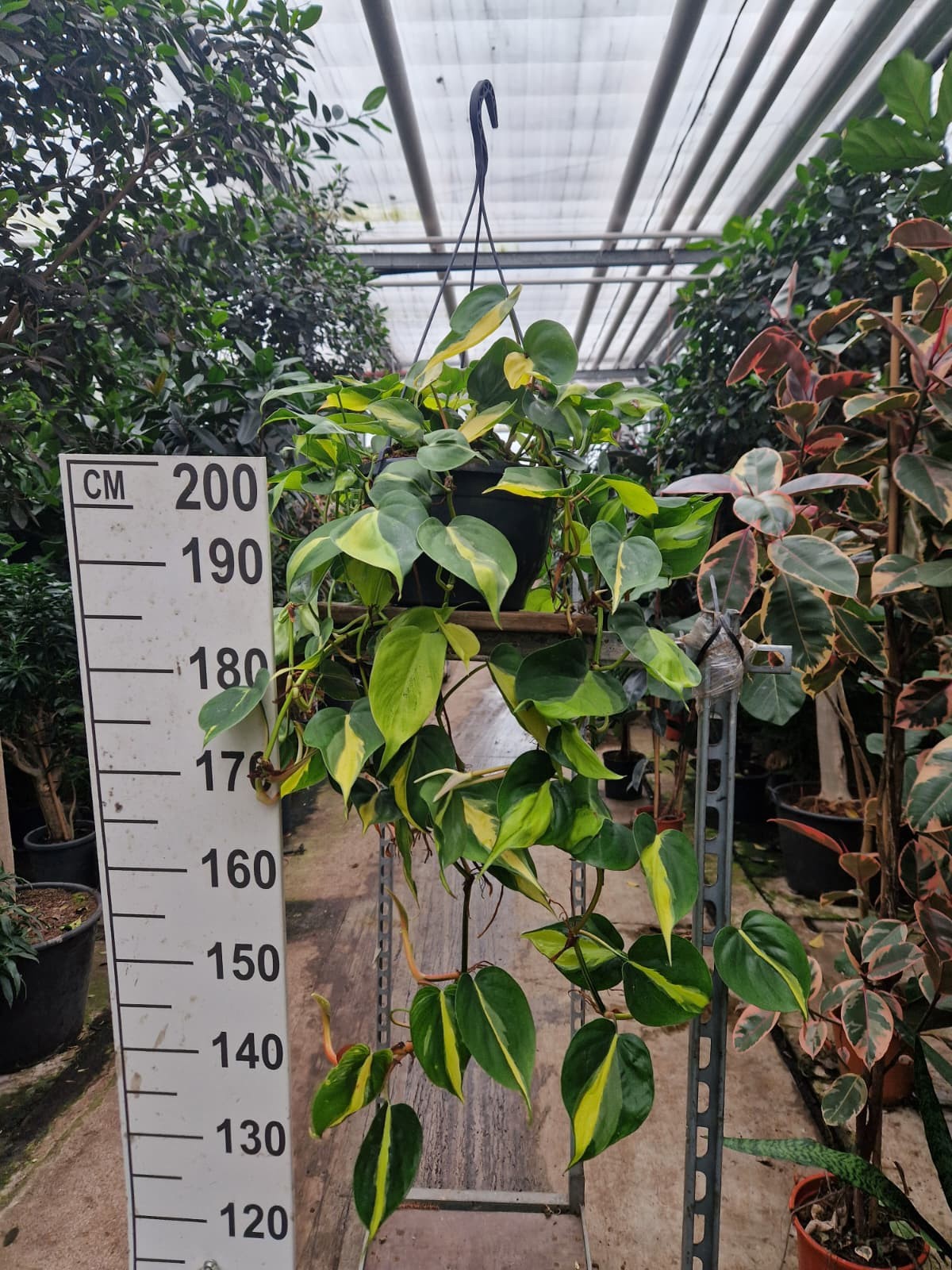 Philodendron Scandens Brasil hangplant, D 23
