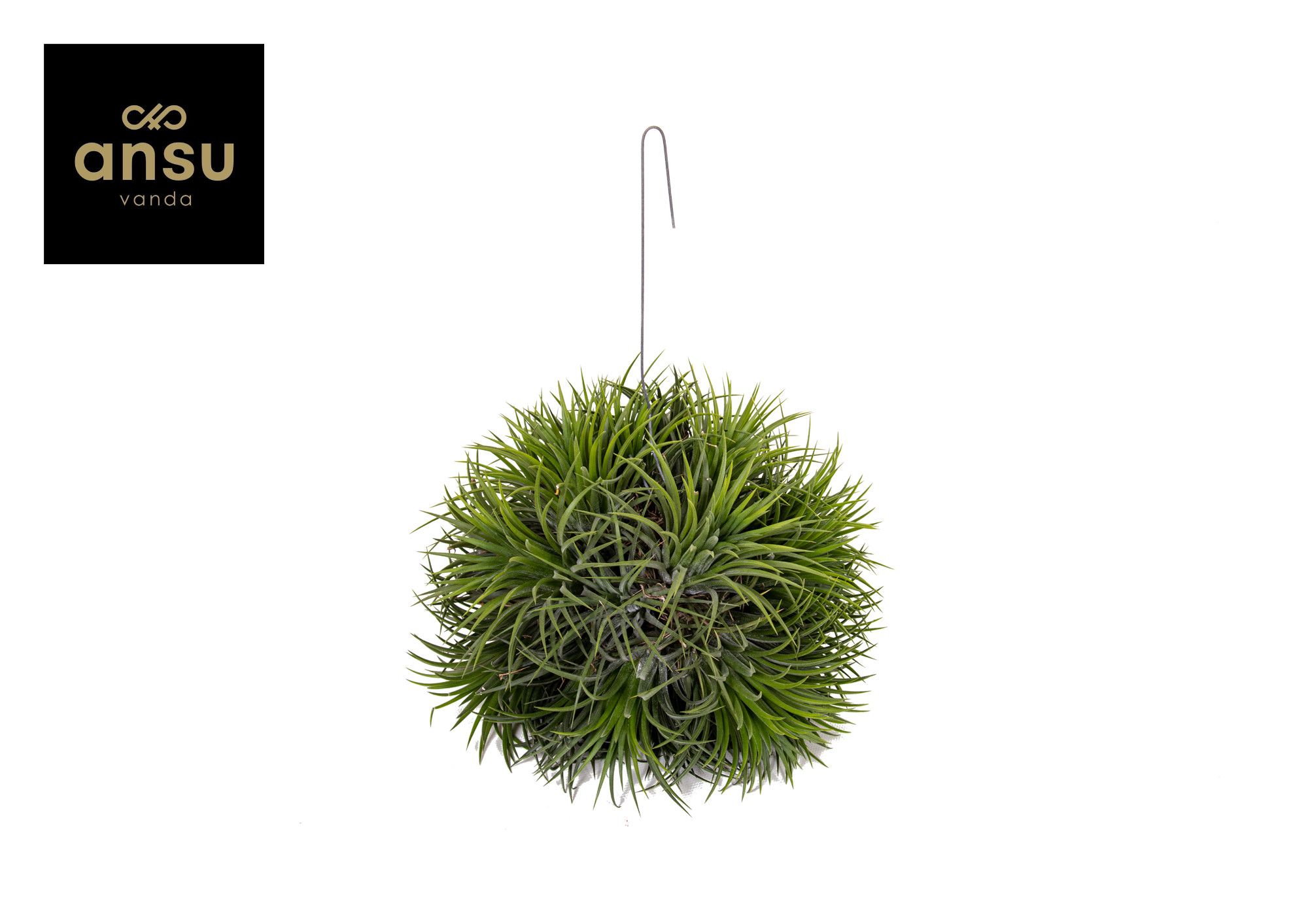Tillandsia Magic Ball (XXL JUMBO), D 20