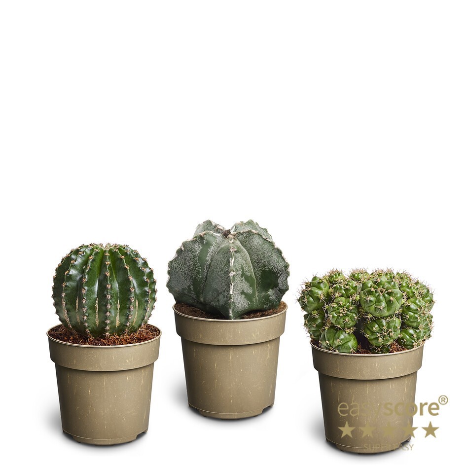 CACTUS MIX 11180100 Cactus collection, D 11 cm