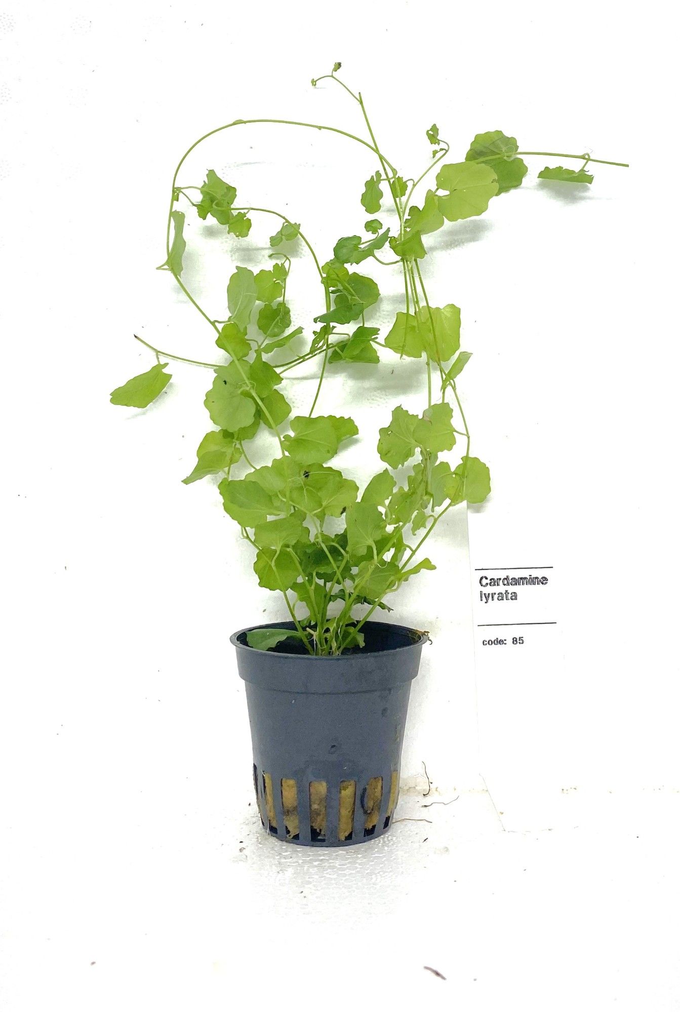 Cardamina Lyrata, D 5