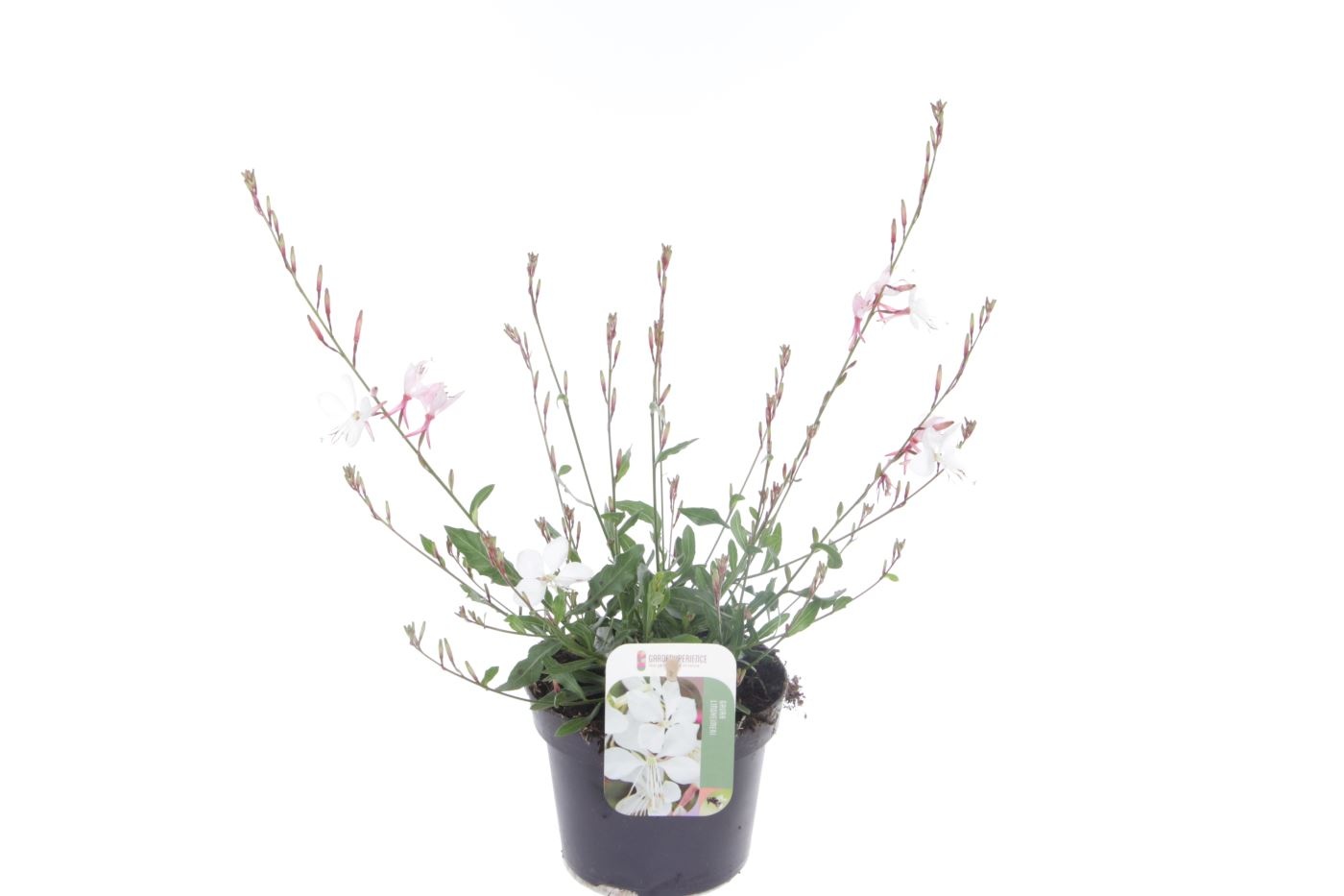 Gaura lind. Gaudi White, D 13