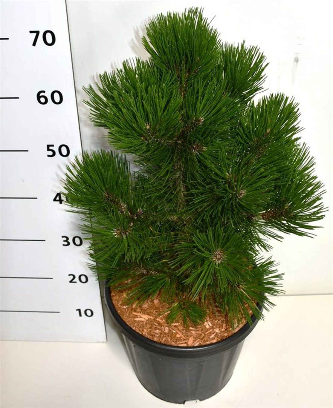Pinus heldreichii 'Malinki', D 32