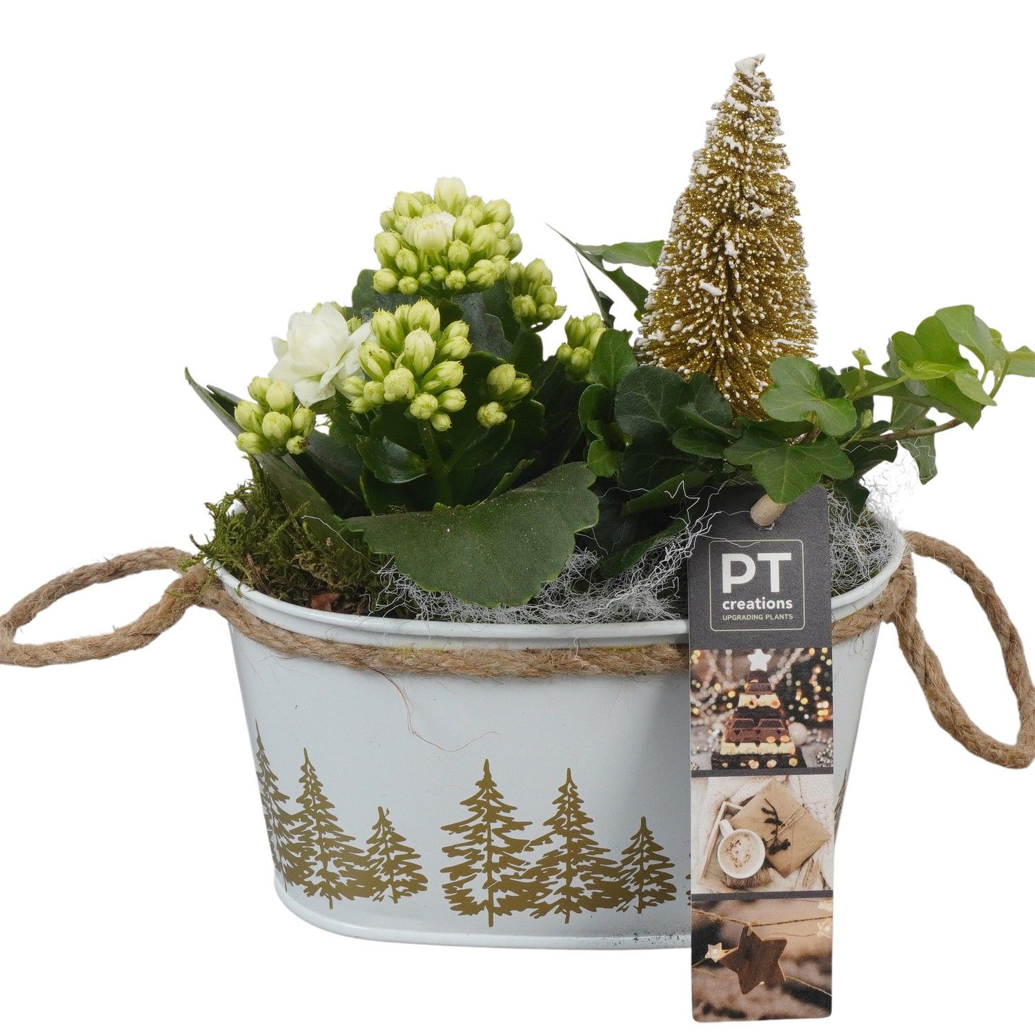 PTCHG5654 Arrangement Christmas Gold in metaal pot, D 15 cm