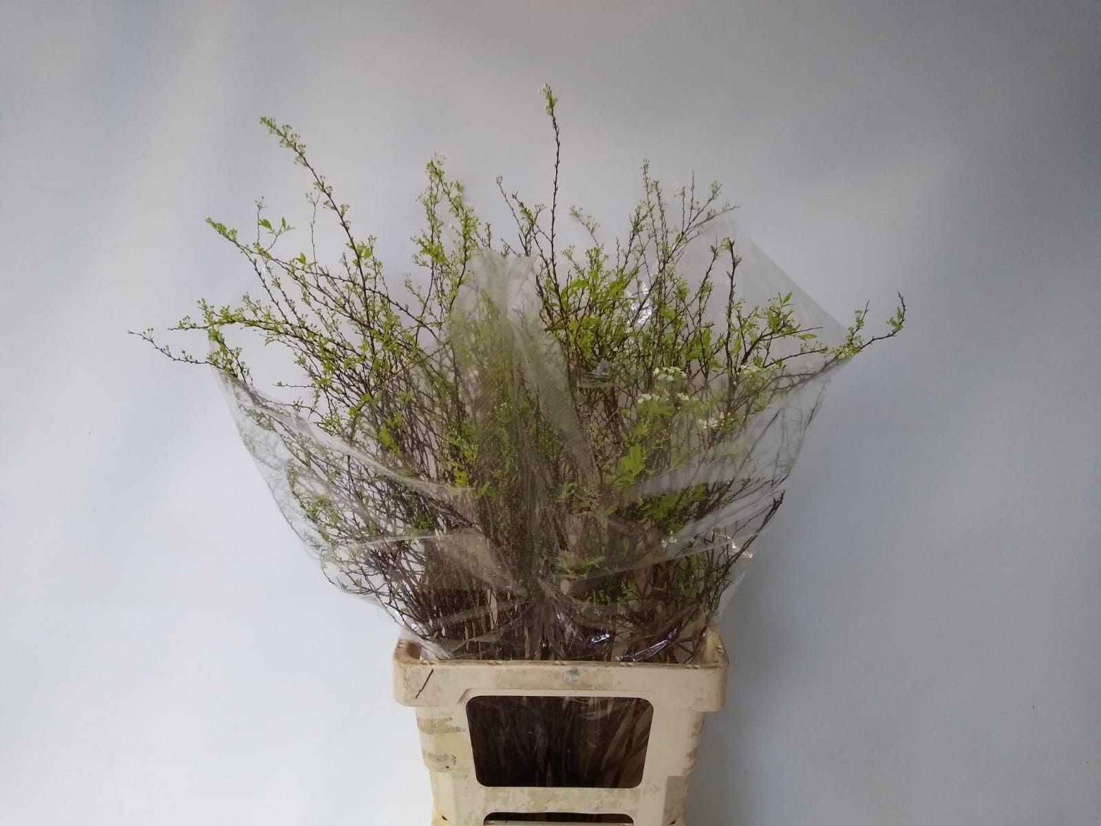 Спирея Грефшейм 75, шт.