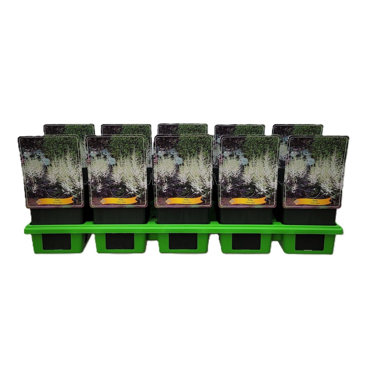 Astilbe 'Snow Spirit' P11, D 11 cm