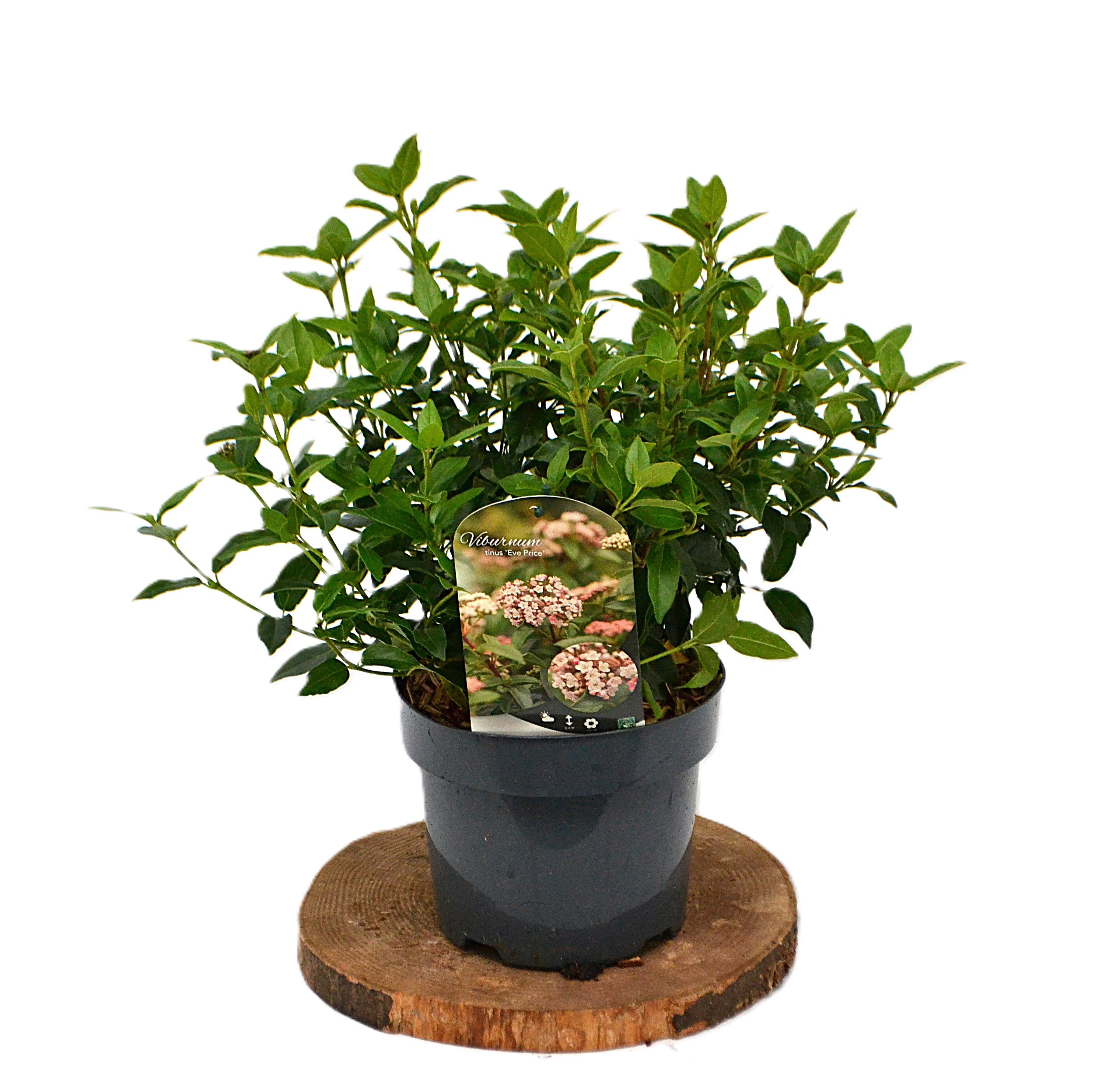 Viburnum tinus Eve Price C3, D 19