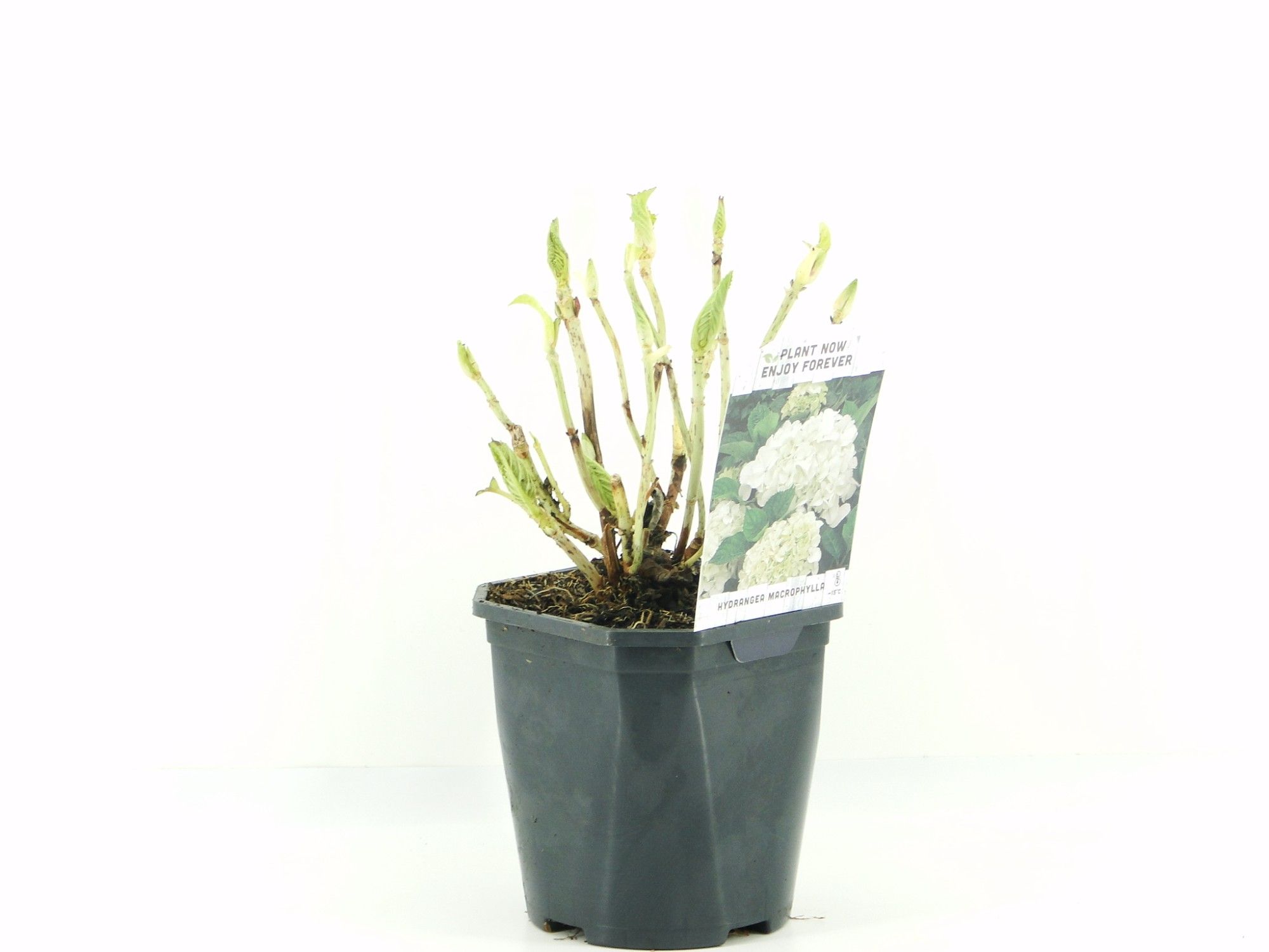 Hydrangea macr. wit, D 17