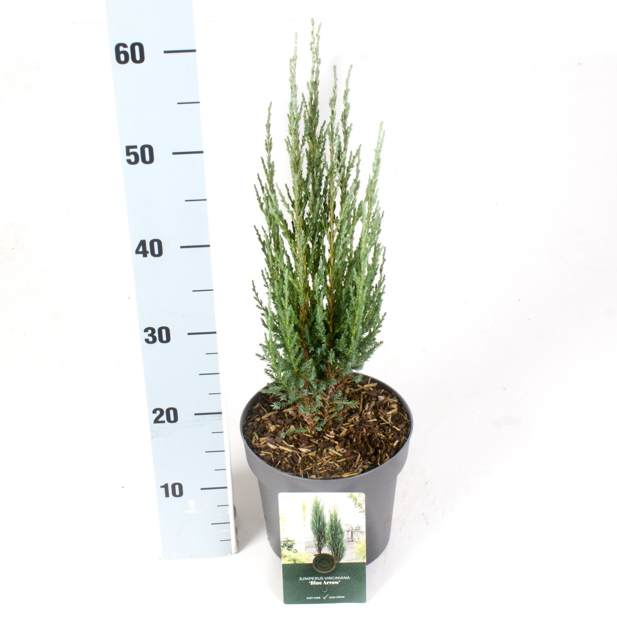 Juniperus s. 'Blue Arrow', D 18