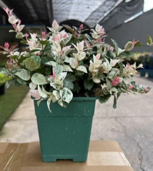 Хедера 1 Галлон Вариегатный Вакс Плант 四方盆一层放36盆 36 30