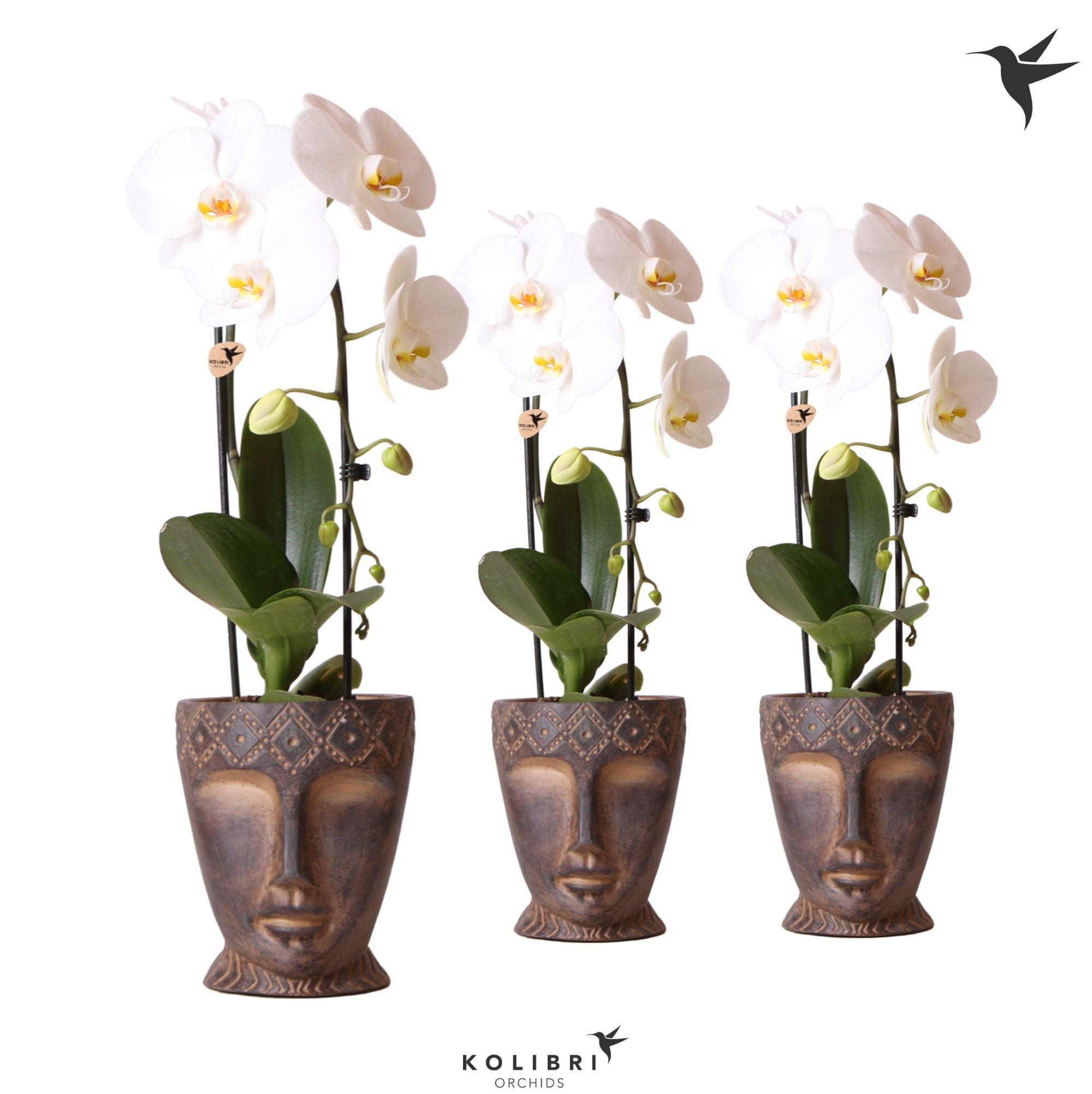 Kolibri Orchids Cascade Niagara Fall white 1 spike in Totem Mask pot, D 12