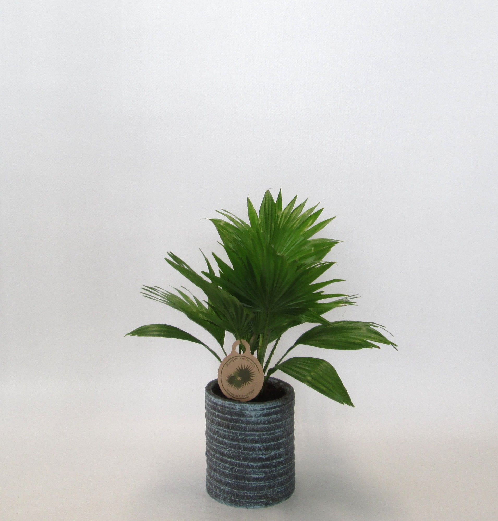 Livistona rotundifolia in Nora, D 15