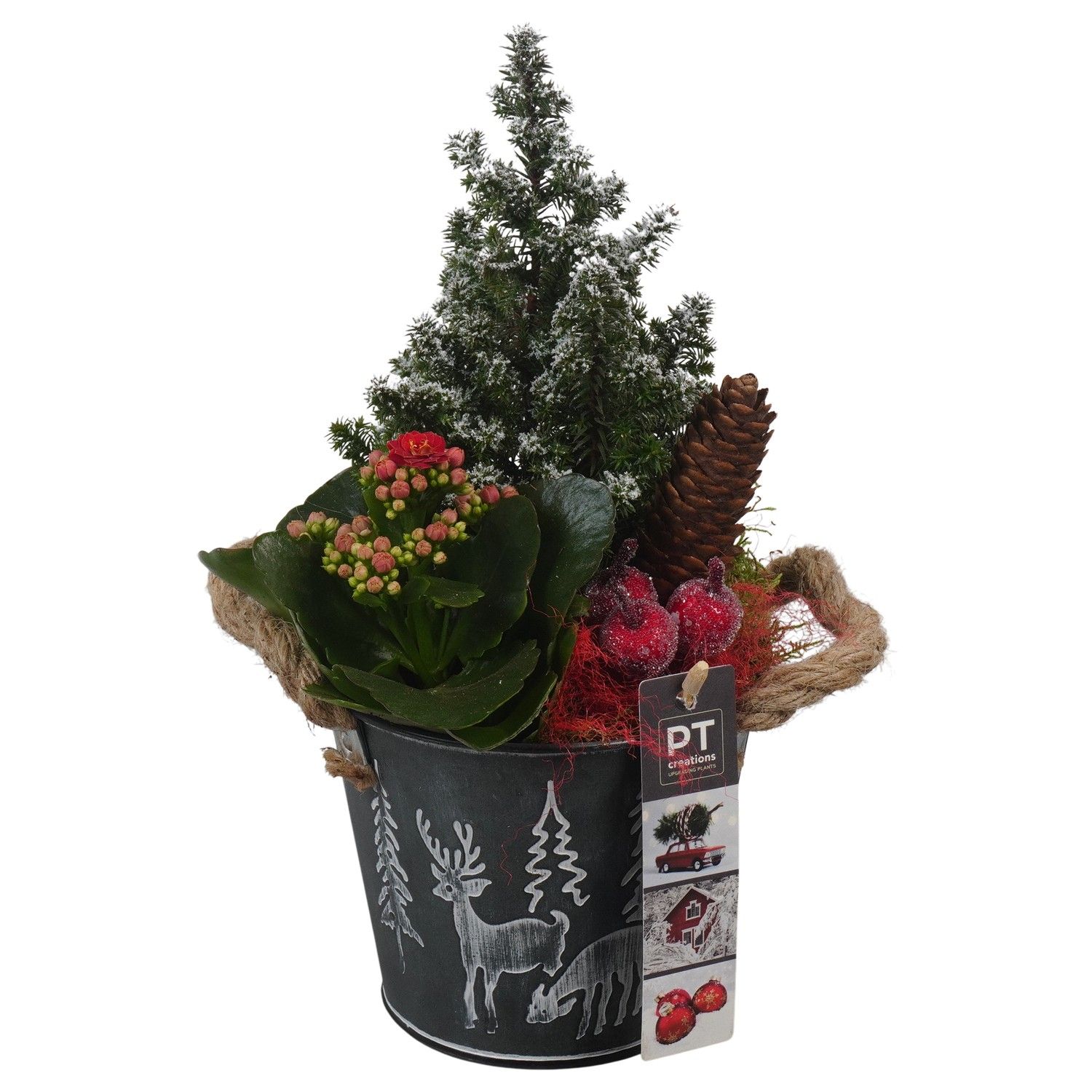 PTCHR7335 Arrangement Christmas Red in metaal pot, D 13 cm