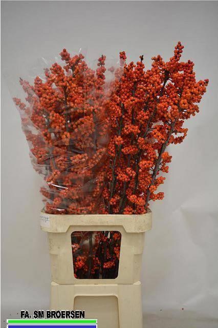 Илекс Ля Рэндж 105, шт.