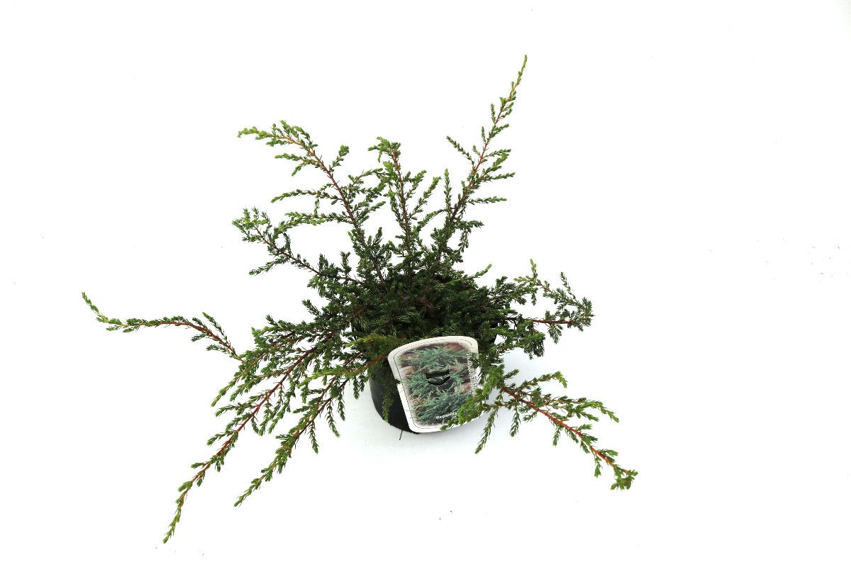 Juniperus communis 'Repanda', D 17 cm