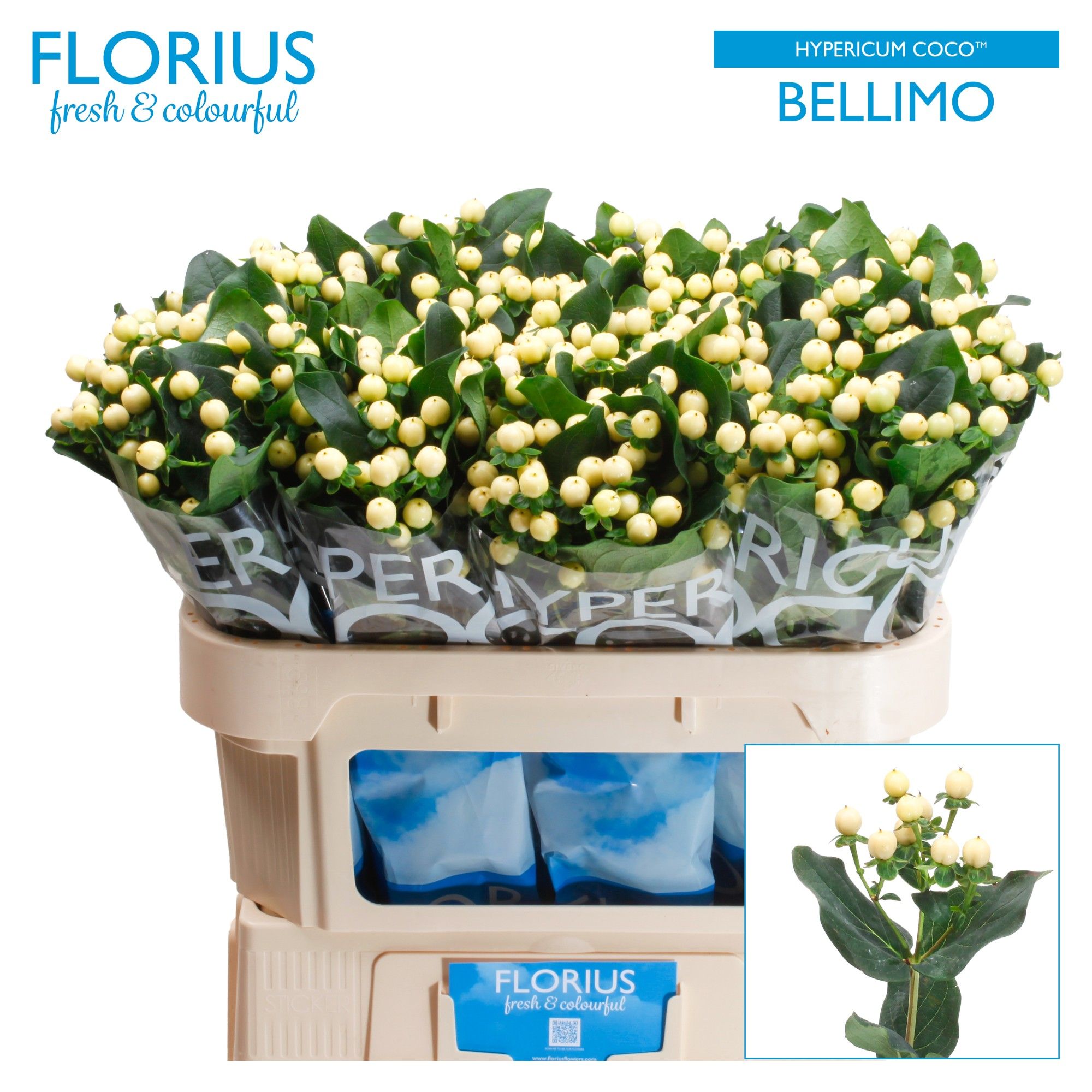 Гипперикум Коко Беллимо 70, шт.