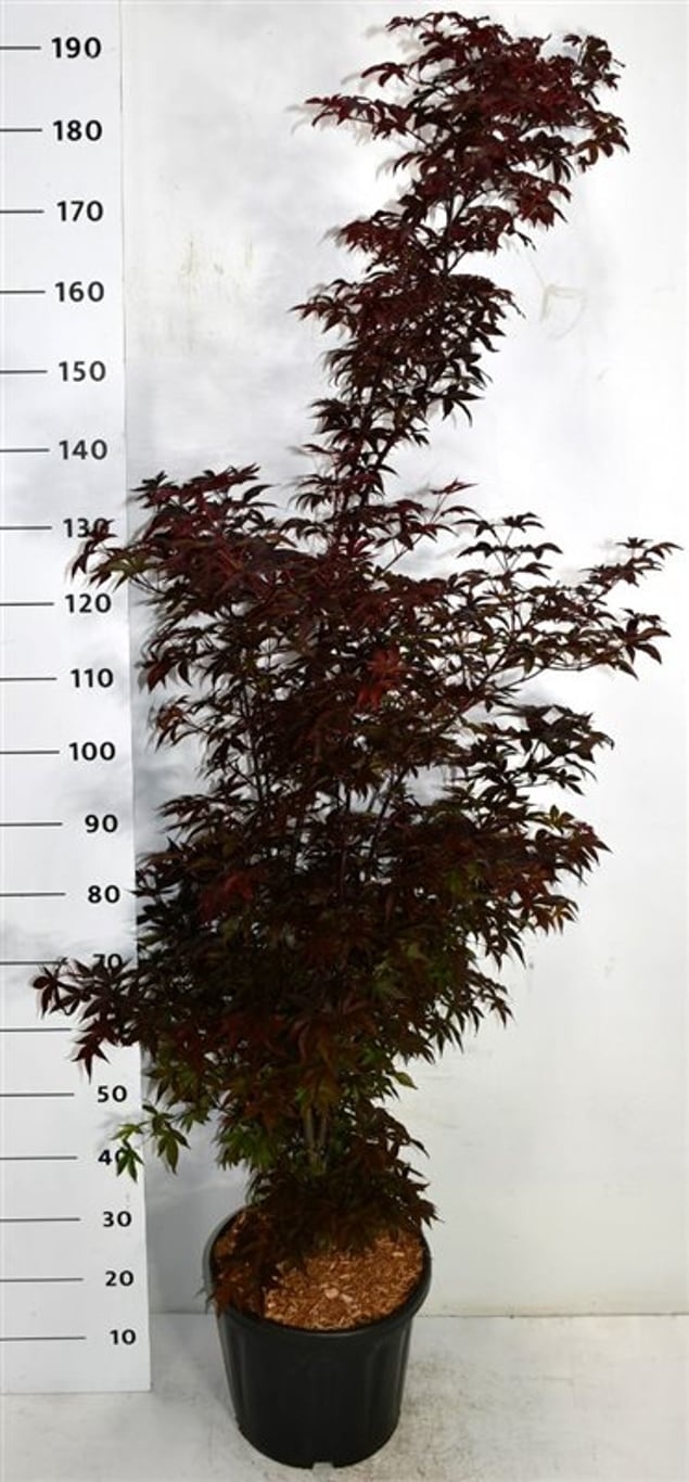 Acer pal. 'Twombly's Red Sentinel', D 38