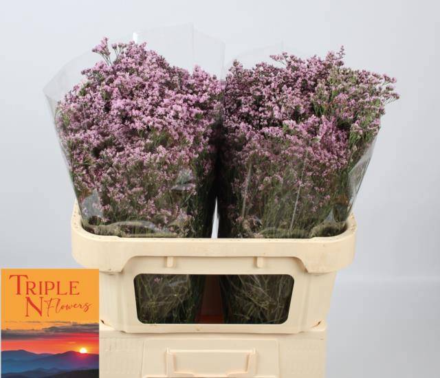 Лимониум Сафора Оши Пинк 70 (светло-роз.), шт.