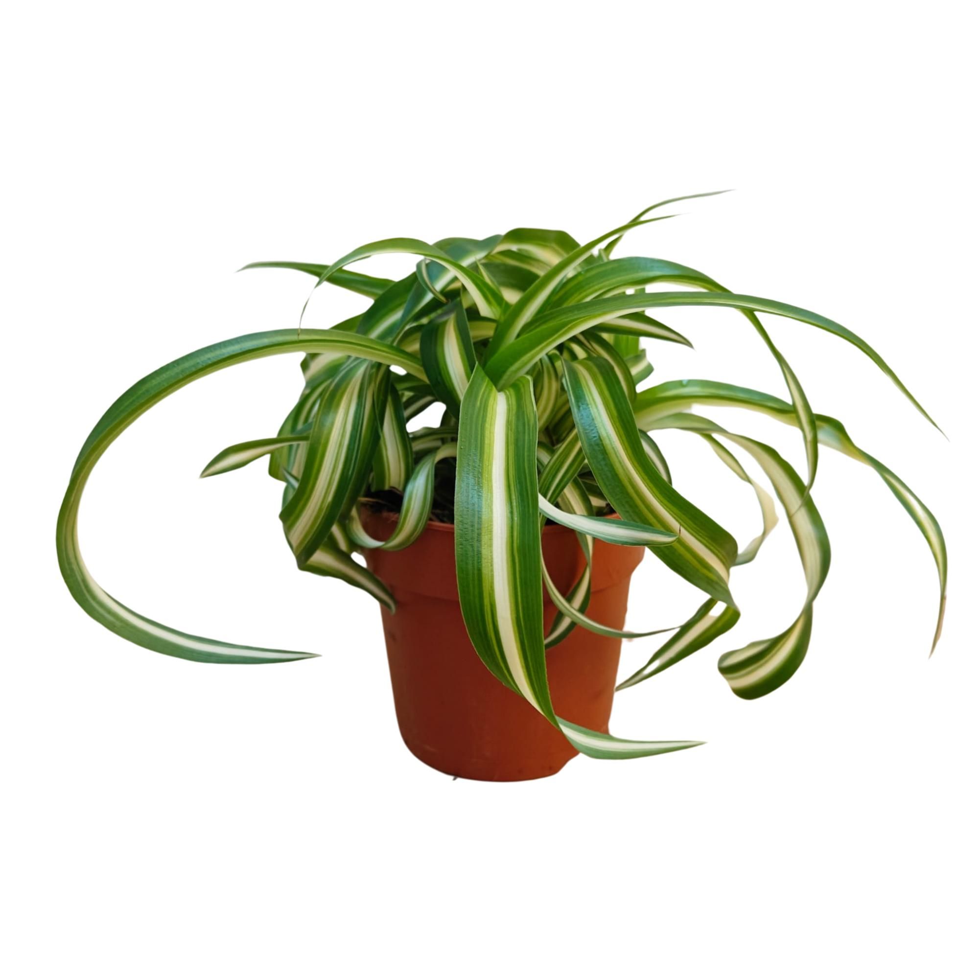 Chlorophytum Bonnie Variegata, D 12