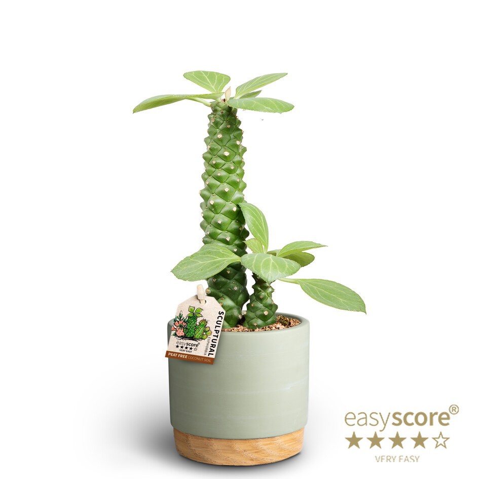 EUPHORBIA RITCHIEI 40917586 WB Green Ritchiei, D 10 cm EUPHORBIA RITCHIEI 40917586 WB Green Ritchiei, D 10 cm