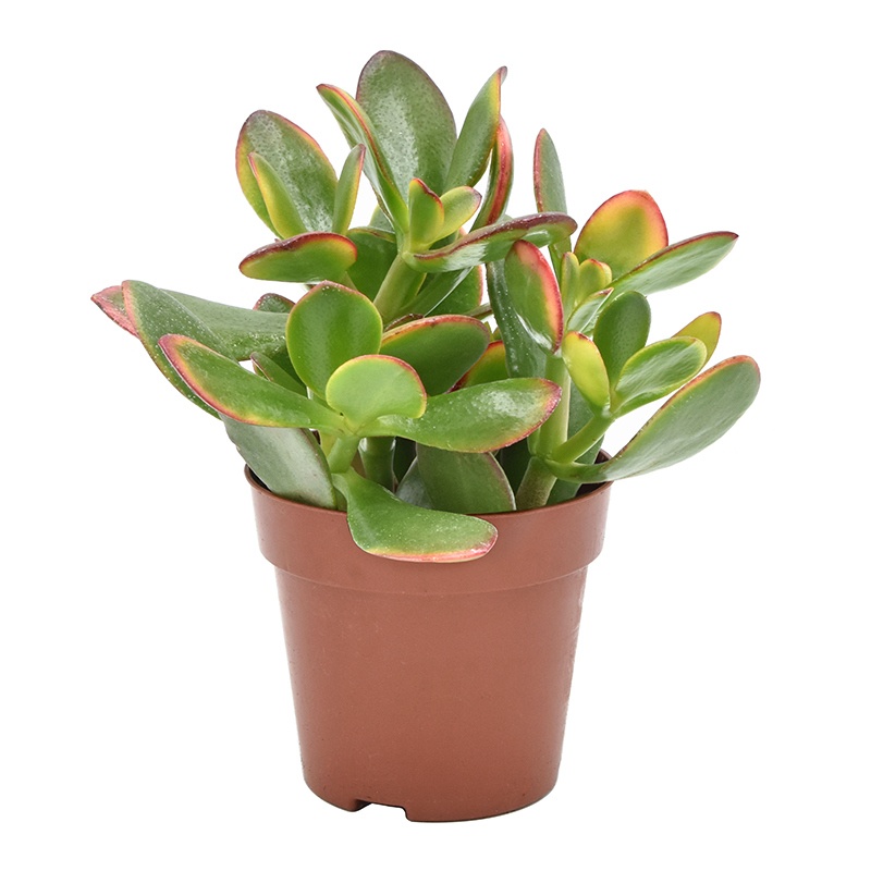 Crassula Ovata Sunset, D 8,5