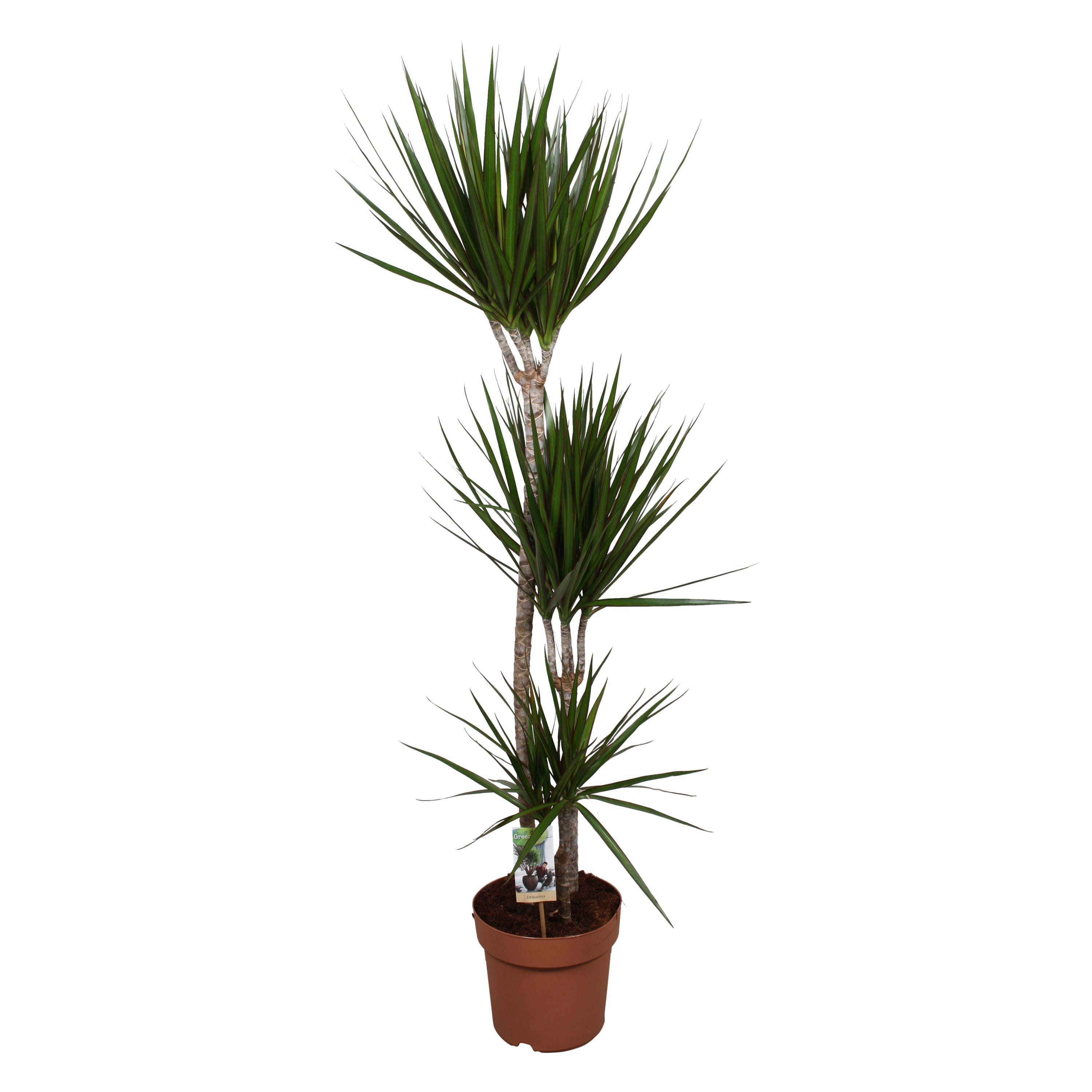 Dracaena Marginata 90-45-15, D 24