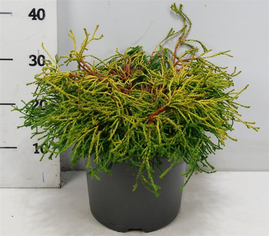 Chamaecyparis o. 'Gitte', D 26