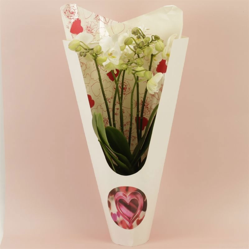 Phalaenopsis Anthura Inverness Wild 7 tak Inverness shorty Ceta Valentine luxury, D 12