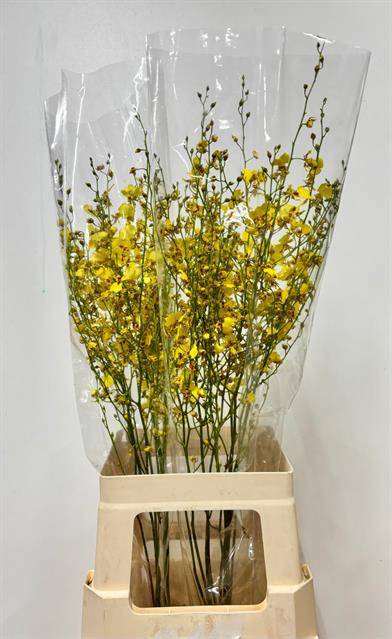 Онцидиум Овериг 70, шт.