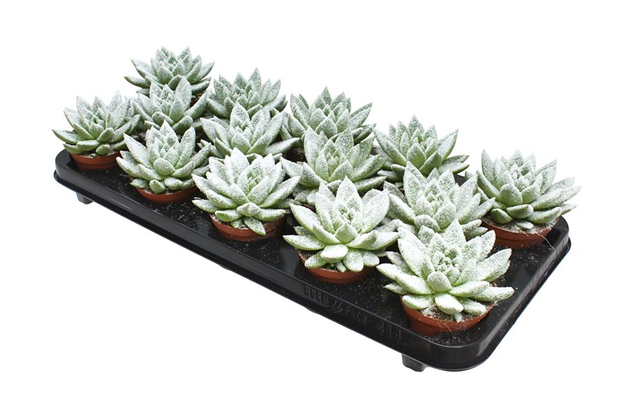 Miranda + snow, D 8,5