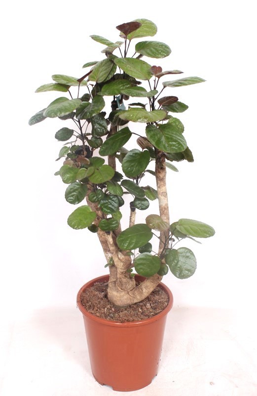 Polyscias Fabian, D 27