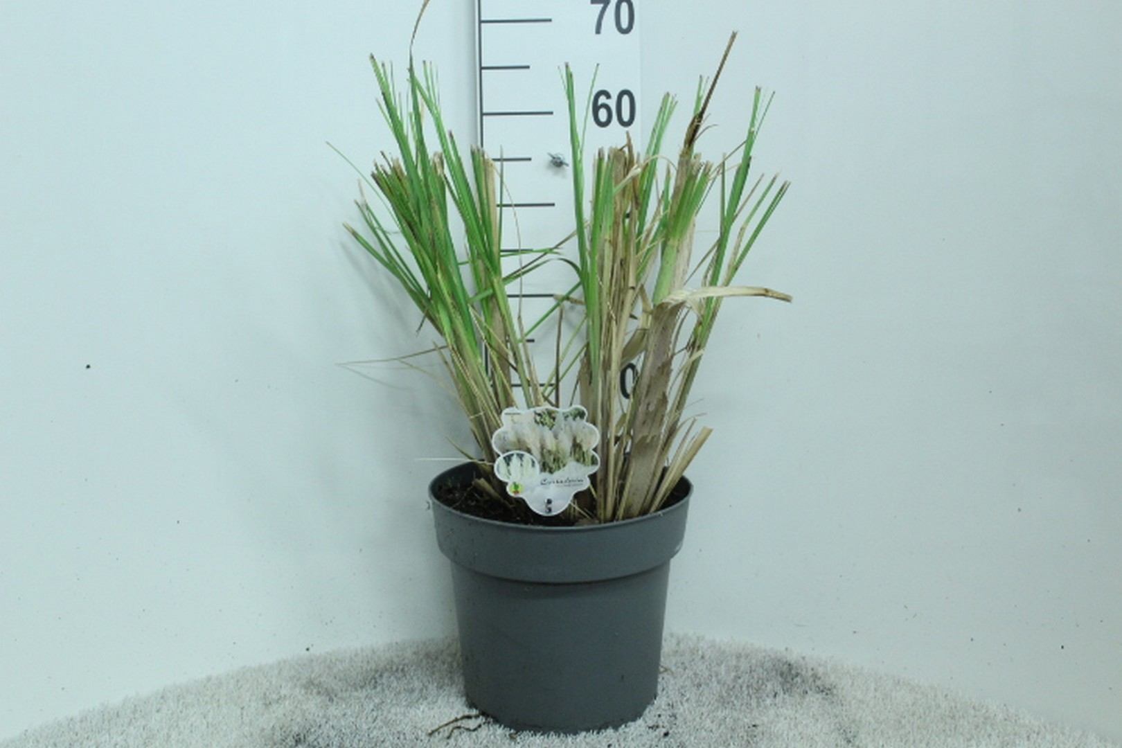 Cortaderia selloana 'Junior' P29, D 29
