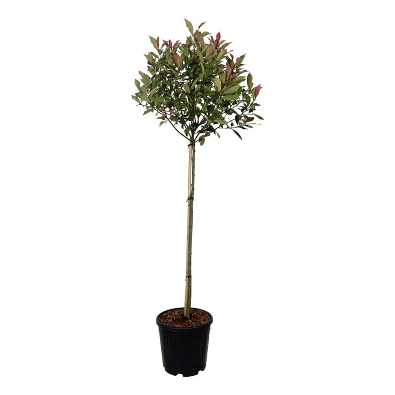 Photinia fraseri 'Robusta Compacta', D 32