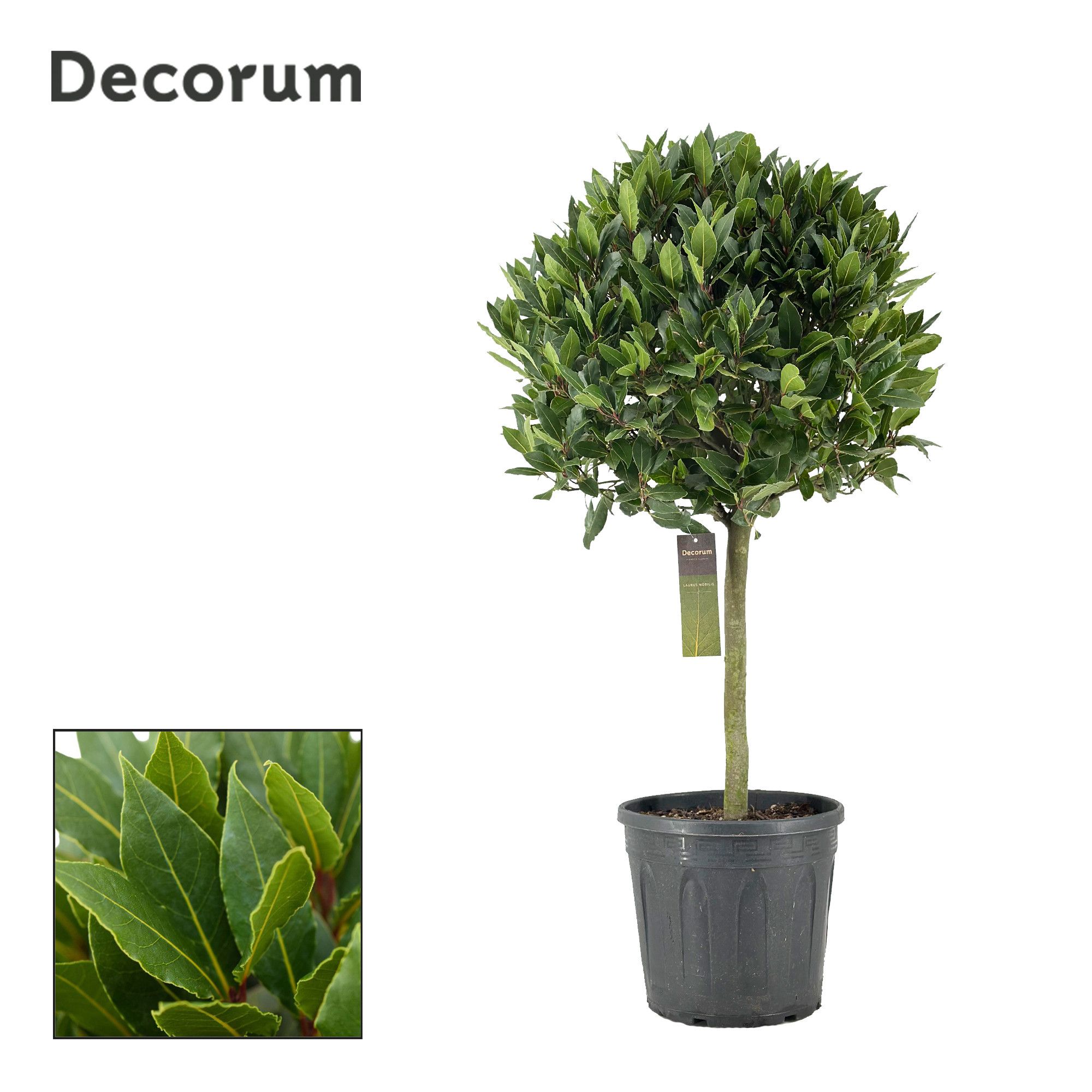 Laurus nobilis Bol op stam, D 30